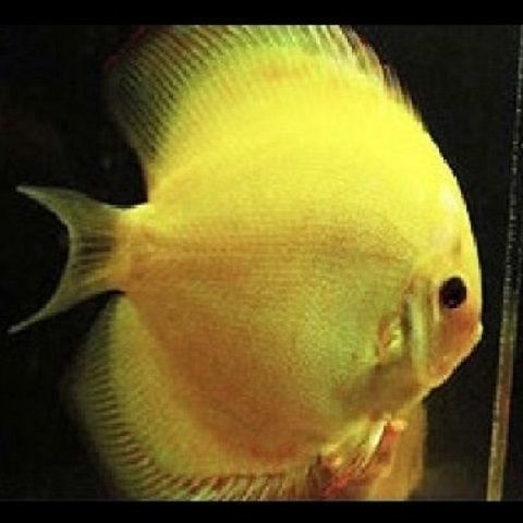 金龍魚七彩神仙魚混養【金龍魚和七彩神仙魚混養】