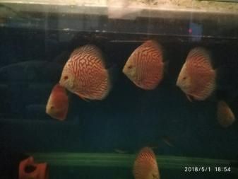 金龍魚七彩神仙魚混養【金龍魚和七彩神仙魚混養】