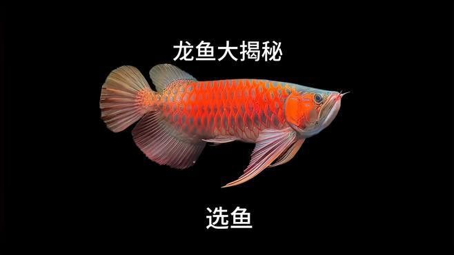 如何挑選具有過背潛力的紅龍幼魚？