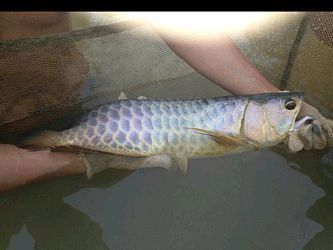 賣龍魚(yú)違法嗎判幾年（買賣龍魚(yú)是否違法）