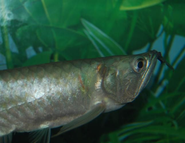 銀龍魚爛鱗圖片大全高清