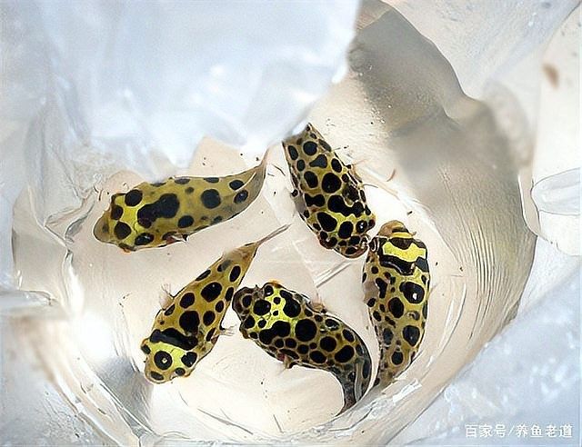 銀龍魚爛鱗圖片大全高清