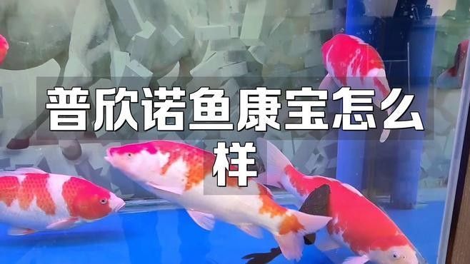 銀龍魚爛鱗圖片大全高清