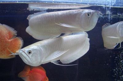 養曼龍魚好嗎：曼龍魚的種類和特點