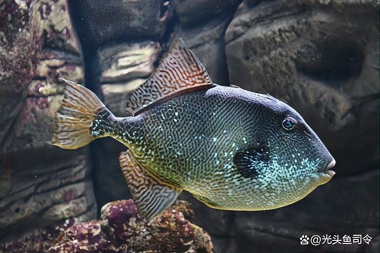 銀龍魚咬人什么樣