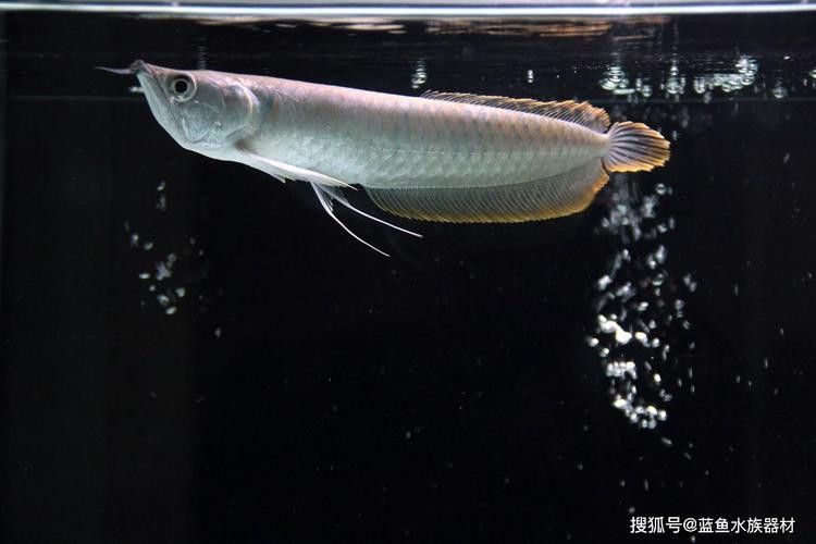 白金龍魚圖片大全大圖