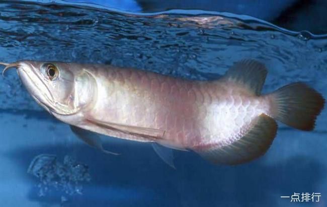 白金龍魚圖片大全大圖