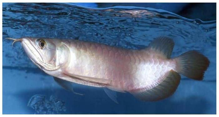 白金龍魚圖片大全大圖