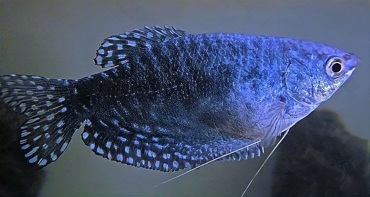 藍(lán)曼龍魚幾月繁殖