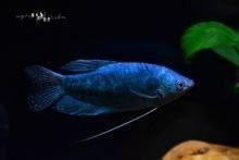 藍(lán)曼龍魚幾月繁殖