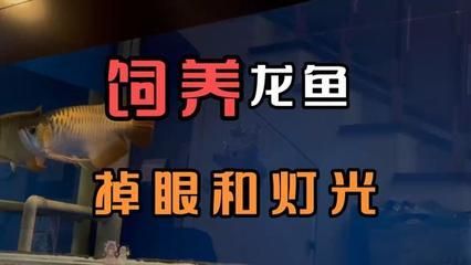 如何讓龍魚適應燈光呢視頻：如何讓龍魚適應燈光