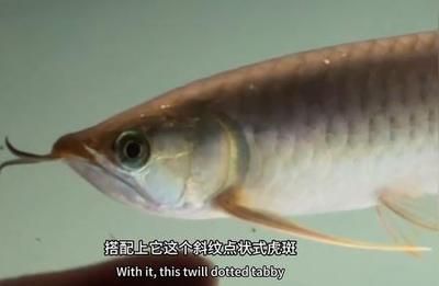 如何讓龍魚適應燈光呢視頻：如何讓龍魚適應燈光