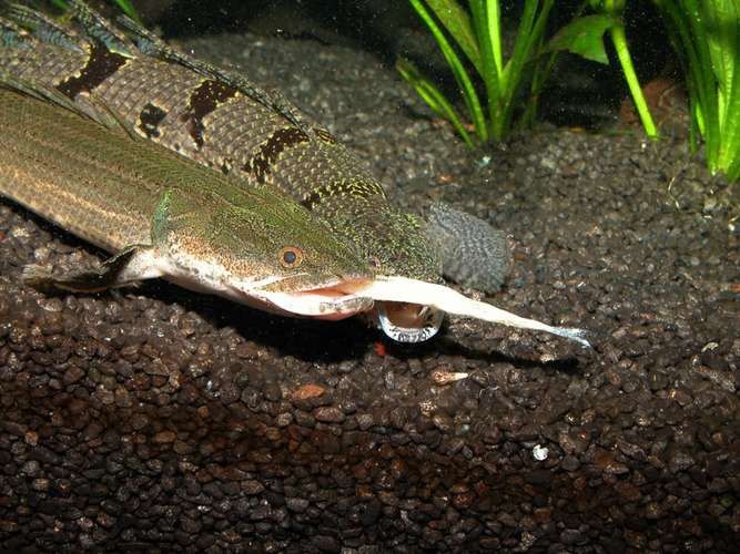 斑節(jié)恐龍魚圖片