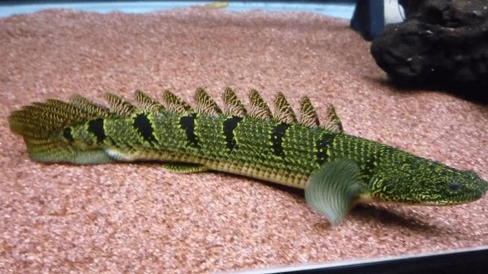 斑節恐龍魚圖片