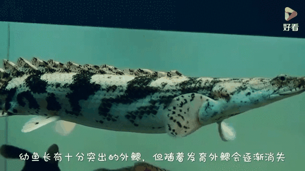 斑節恐龍魚圖片