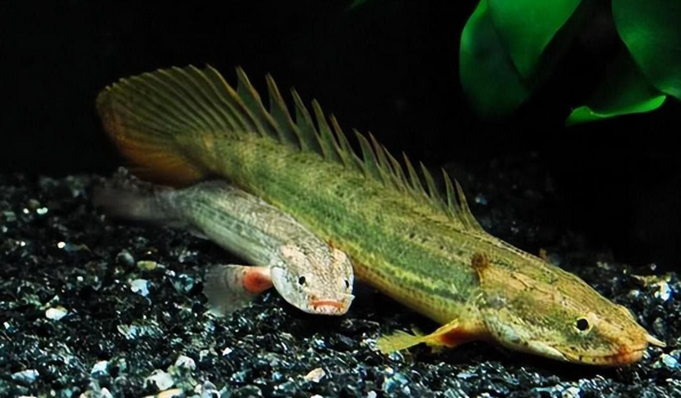 斑節恐龍魚圖片