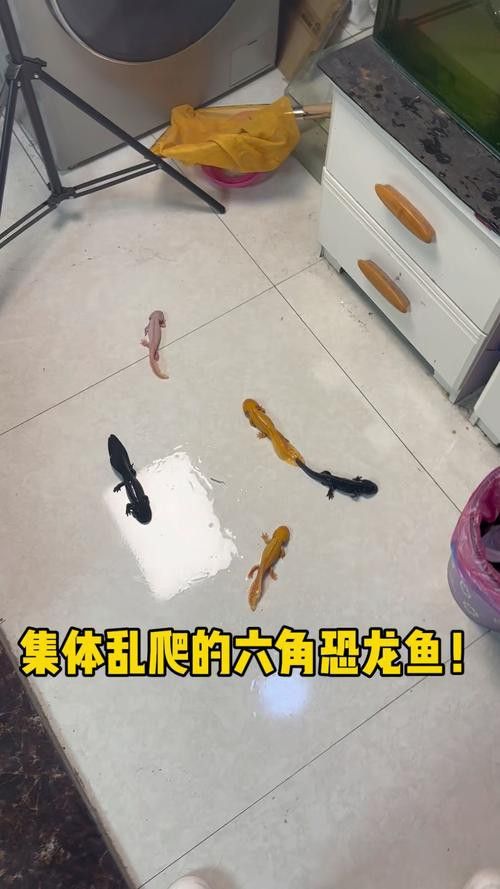 斑節恐龍魚圖片