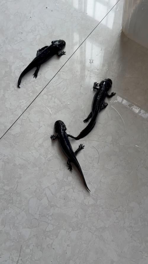 斑節恐龍魚圖片
