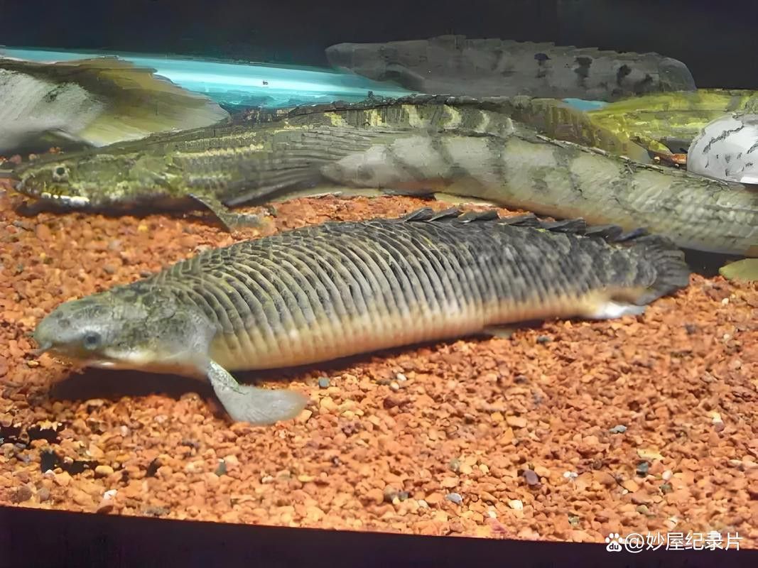 斑節恐龍魚圖片