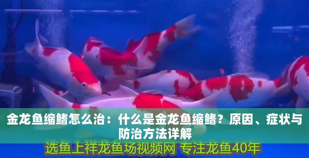 金龍魚縮鰭怎么治：什么是金龍魚縮鰭？原因、癥狀與防治方法詳解