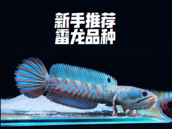 幻紅雷龍魚多少錢