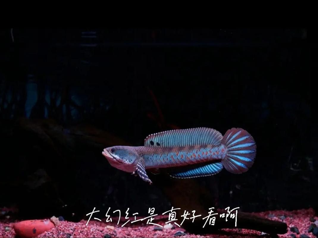 幻紅雷龍魚多少錢