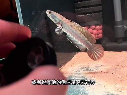 幻紅雷龍魚多少錢