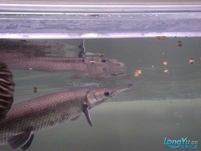 大虎魚和小金龍混養：大虎魚和小金龍魚可以混養嗎？ 大虎魚和小金龍混養：大虎魚和小金龍魚可以混養嗎？ 龍魚百科 第1張