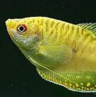 黃曼龍魚圖片大全大圖
