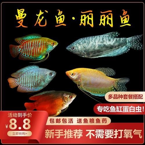 黃曼龍魚圖片大全大圖