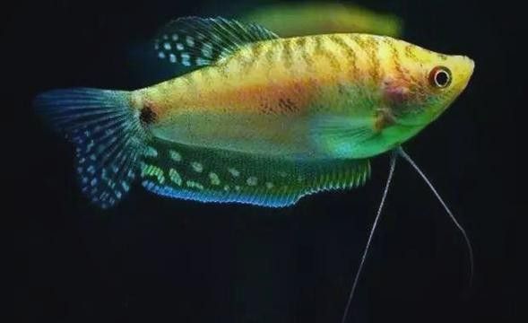 黃曼龍魚圖片大全大圖