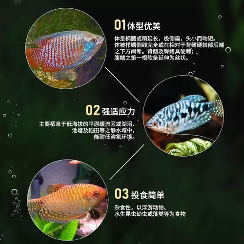 黃曼龍魚圖片大全大圖