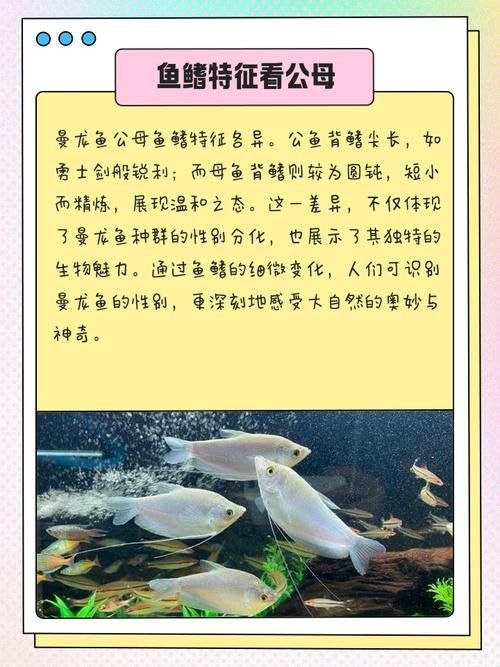 黃曼龍魚圖片大全大圖