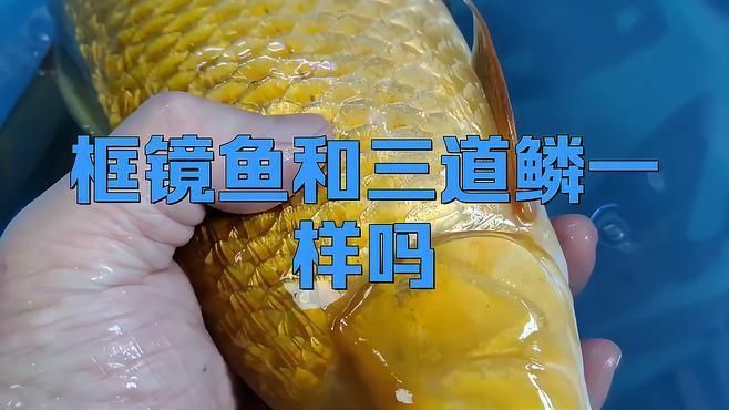 鏡鯉和三道鱗的區別