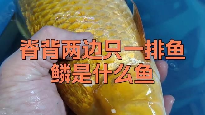 鏡鯉和三道鱗的區別
