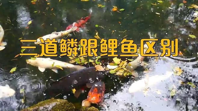 鏡鯉和三道鱗的區別
