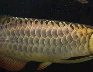 龍魚的喂食頻率可以減少到每天1到2次，可以通過幾個方面進行參考：龍魚每天喂食多少合適