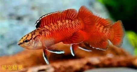 龍魚多大變色：關于龍魚變色的一些詳細信息