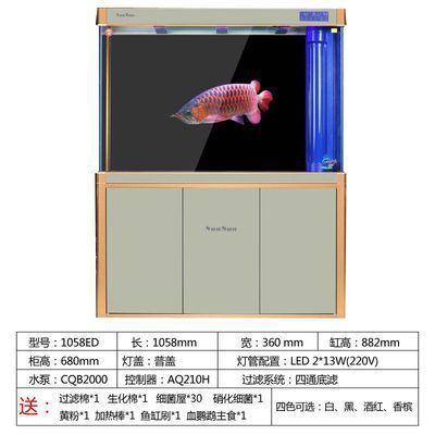 最小的龍魚有多大了（成年最小的龍魚有多大）