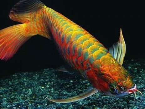 怎么選金龍魚苗品種(如何挑選金龍魚苗) 龍魚百科 第4張 怎么選金龍魚苗品種(如何挑選金龍魚苗) 怎么選金龍魚苗品種(如何挑選金龍魚苗) 龍魚百科 第4張
