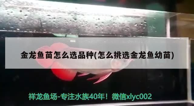 怎么選金龍魚苗品種(如何挑選金龍魚苗) 龍魚百科 第1張 怎么選金龍魚苗品種(如何挑選金龍魚苗) 怎么選金龍魚苗品種(如何挑選金龍魚苗) 龍魚百科 第1張