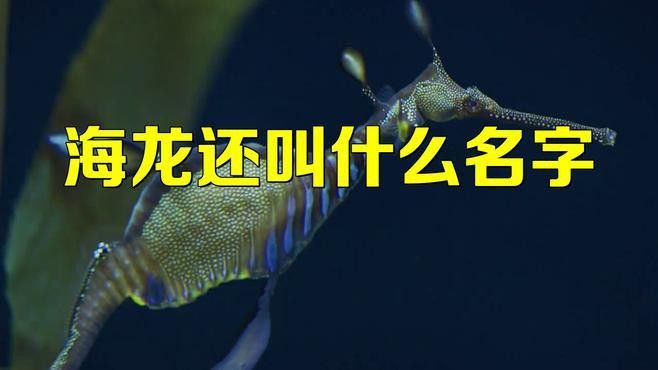 海龍魚貴嗎