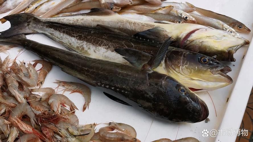 海龍魚貴嗎