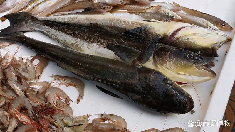 海龍魚貴嗎