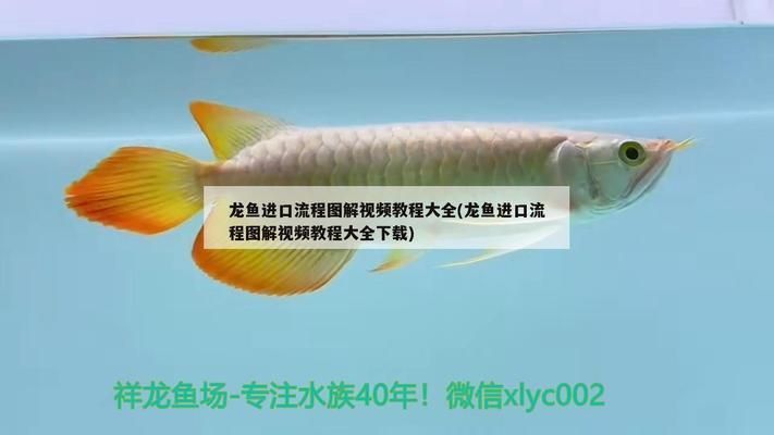 龍魚進口流程視頻講解下載：合法進口龍魚的法規解讀