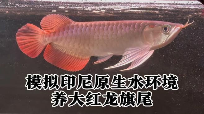 新加坡龍魚和印尼龍魚的差別