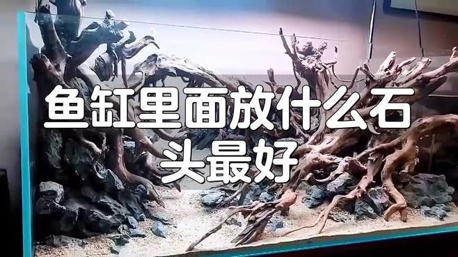 龍魚虎魚魚缸里擺放什么東西最好看呢