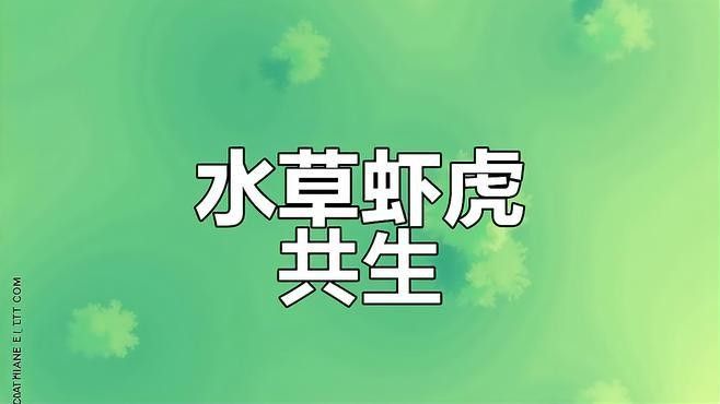 龍魚虎魚魚缸里擺放什么東西最好看呢