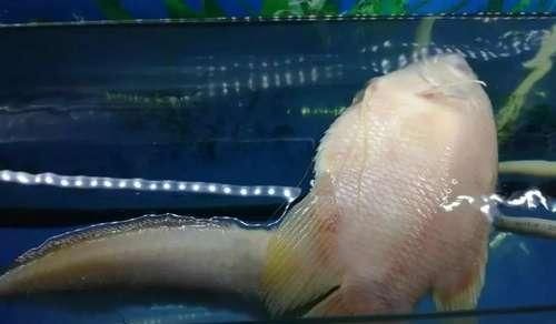 魚缸里的水有腥味是怎么回事（如何正確給魚缸換水）