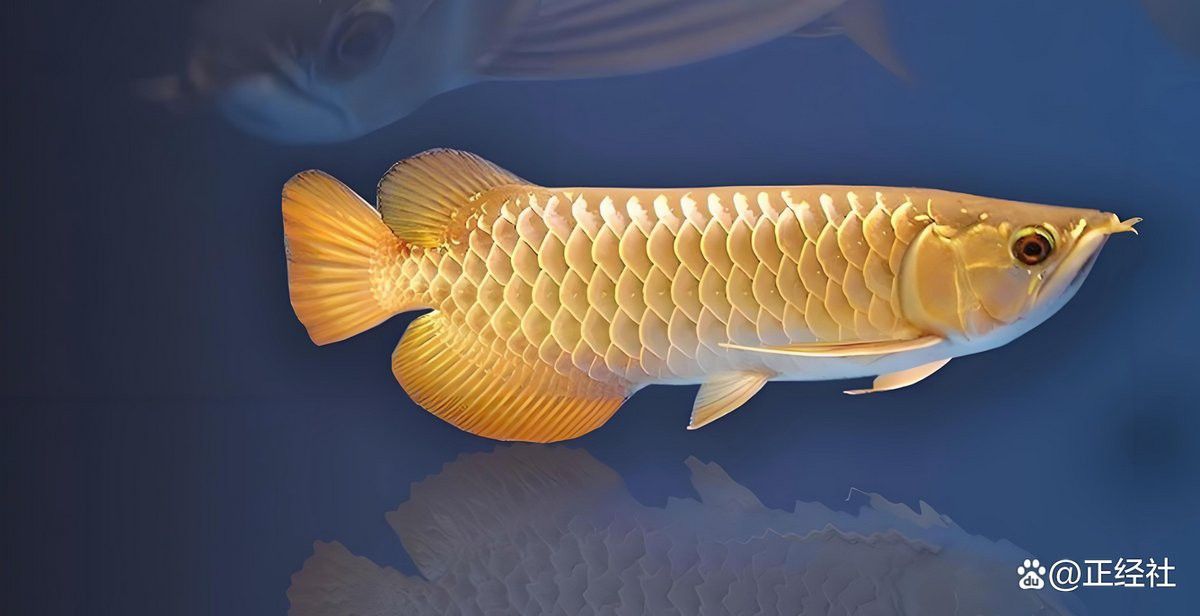 金龍魚的董事長